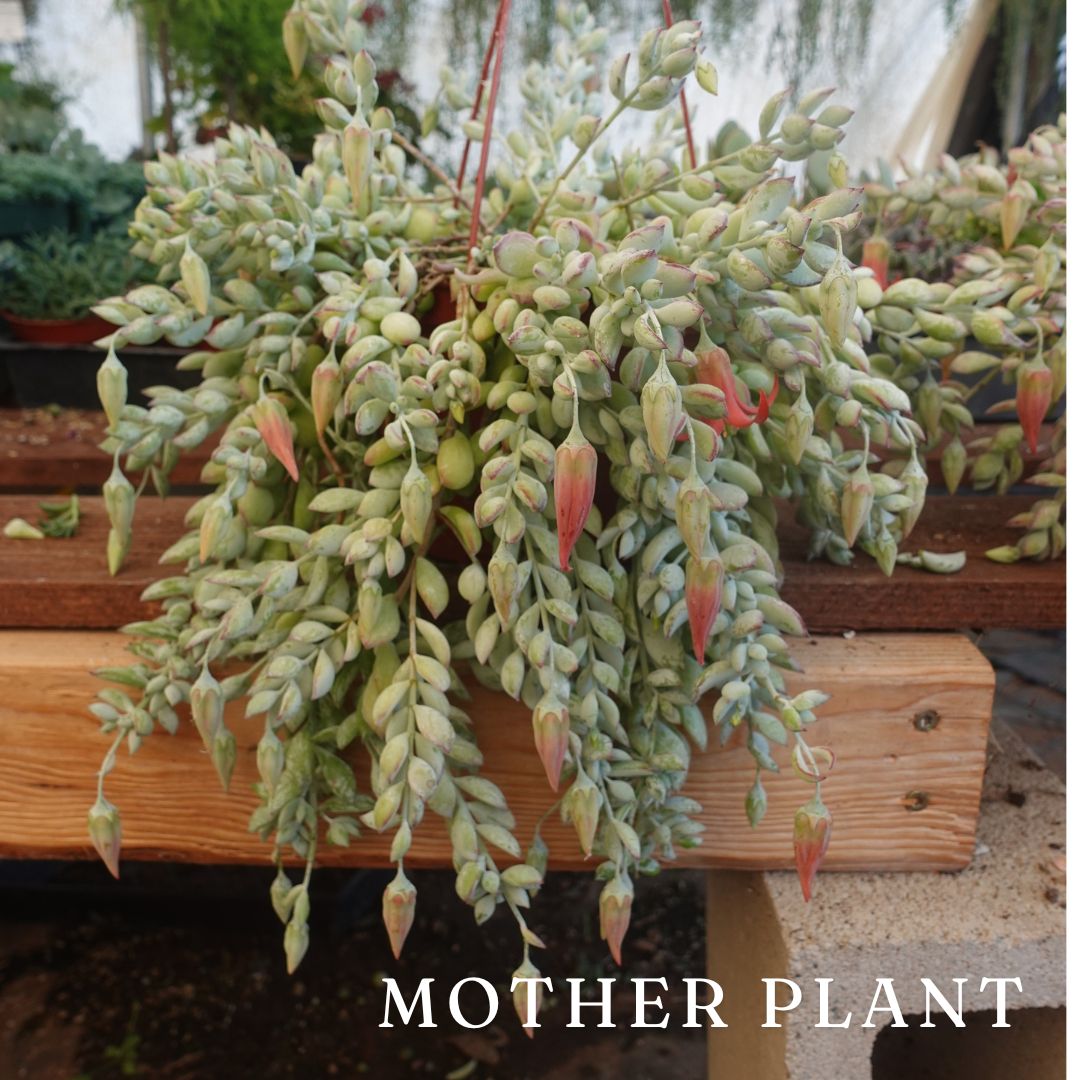 cotyledon pendens succulent Cotyledon Pendens Cliff Hanger Succulent 5 Cuttings