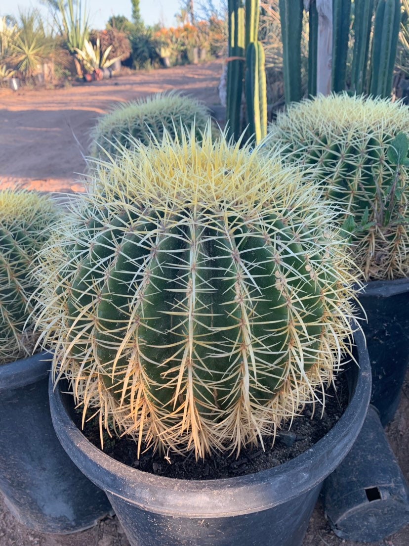 golden barrel succulent Golden Barrel Cactus Echinocactus Grussoni 14’’ wide Bare Roots