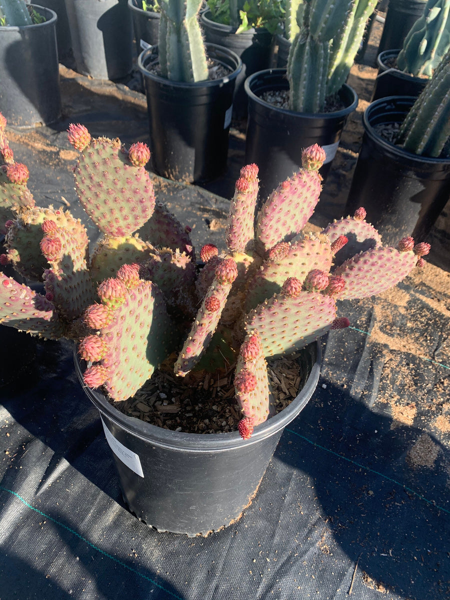 Large Opuntia Species Orange Chiffon Cold Hardy Cactus – Dose of Succulents