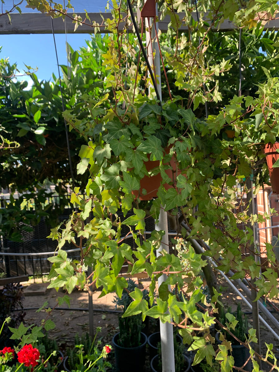 hanging plant ivy English Ivy Large Hanging Plant Very Long 6” pot LIVE PLANT – Dose of  Succulents