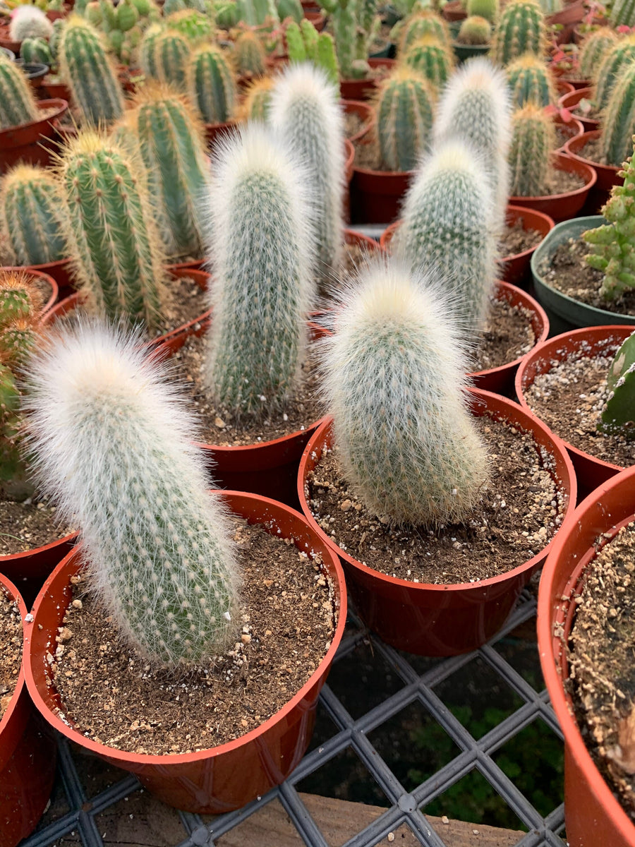 torch succulent Cleistocactus Strausii Silver Torch Cactus 4” pot