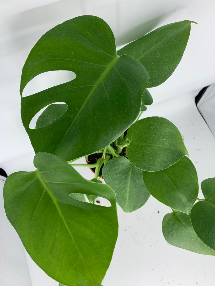 monstera deliciosa live Monstera Deliciosa Live Plant 6'' Pot – Dose of Succulents