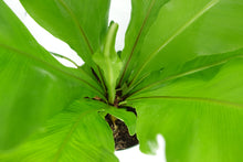 Load image into Gallery viewer, 6'' Bird Nest Fern Asplenium Nidus