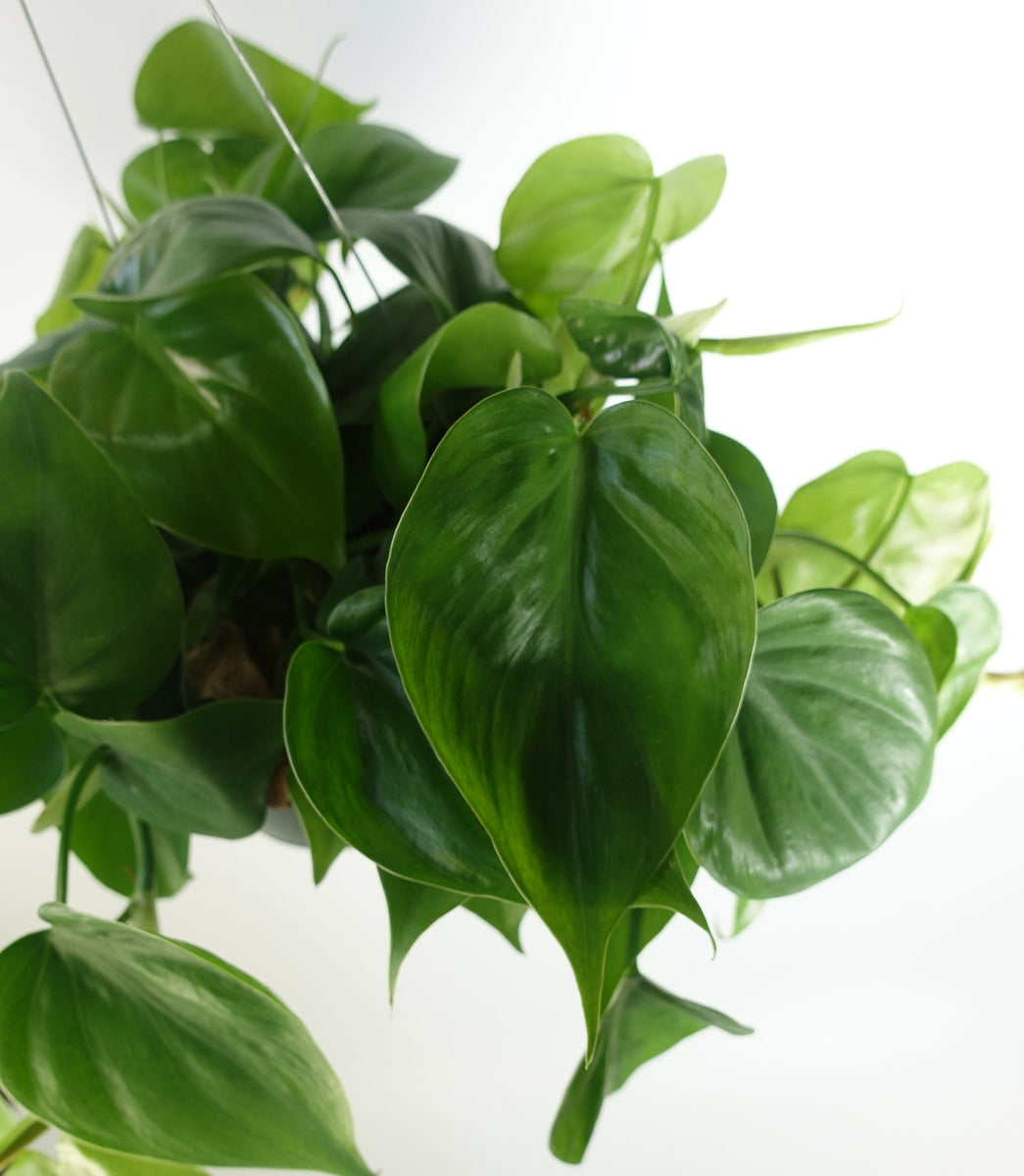 hanging philodendron for sale Heart Leaf Philodendron hanging Plant 6'' pot live Plant – Dose of Succulents