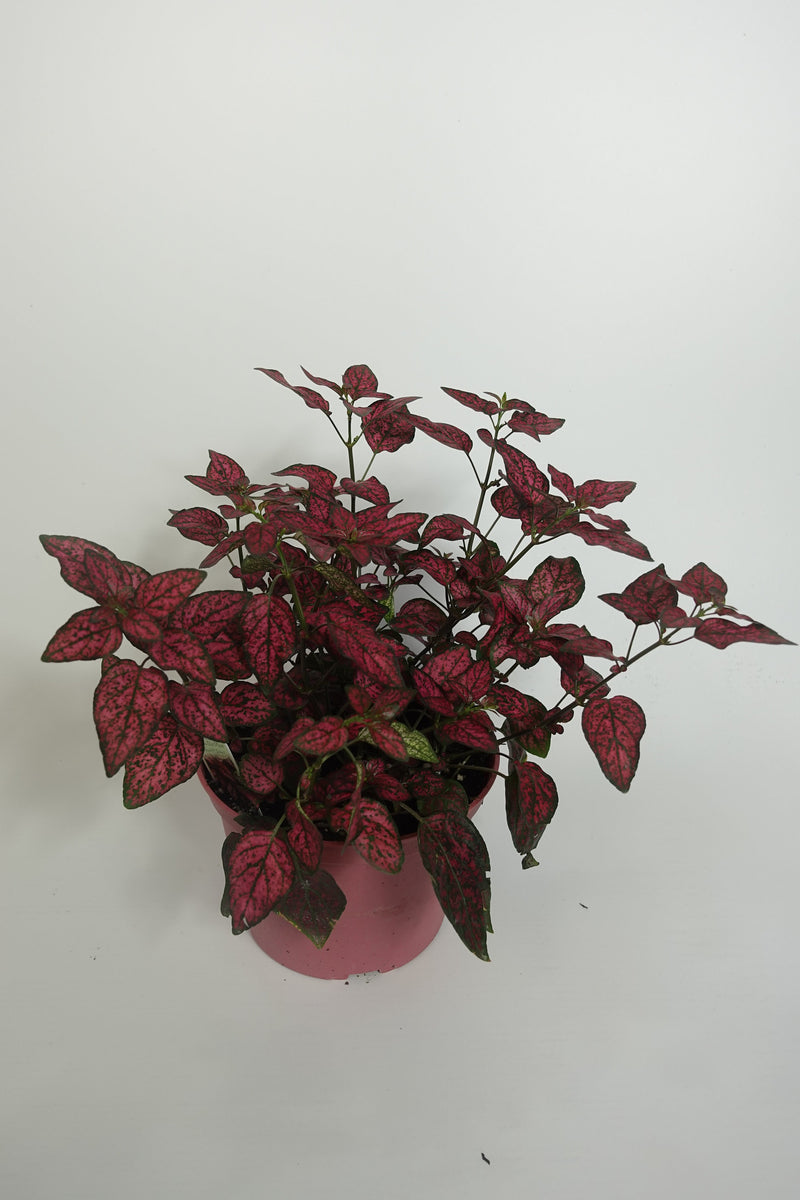 is hypoestes an indoor plant Hypoestes phyllostachya Polka Dot Plant Live 6'' Plant – Dose of Succulents