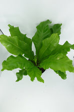 Load image into Gallery viewer, 6'' Bird Nest Fern Asplenium Nidus