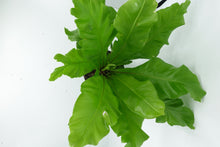 Load image into Gallery viewer, 6'' Bird Nest Fern Asplenium Nidus