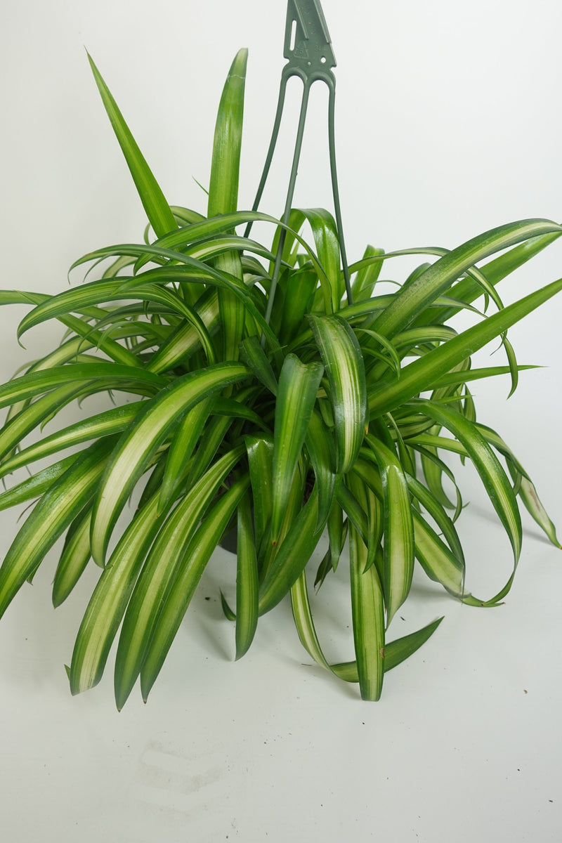 Hawaiian Spider Plant Green 6'' Pot Live Plant – Dose of Succulents