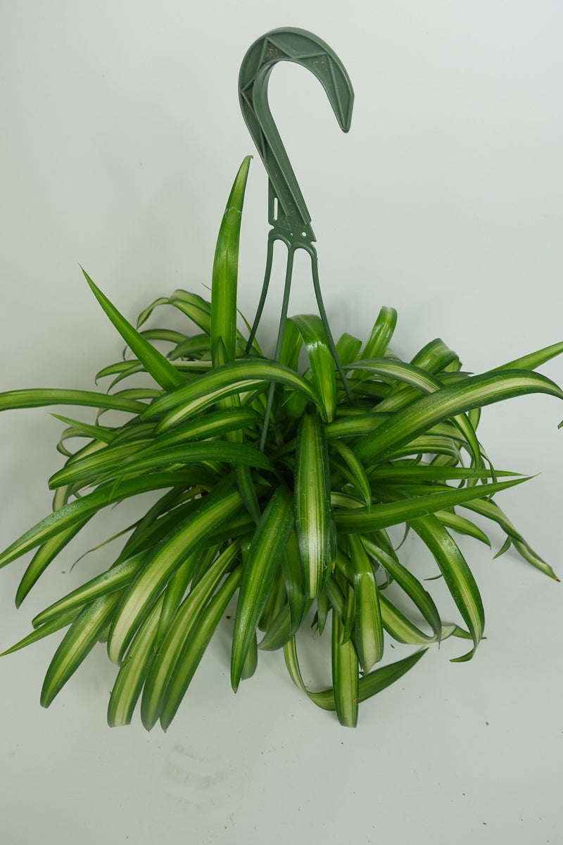 solid green spider plant for sale Hawaiian Spider Plant Green 6'' Pot Live Plant – Dose of Succulents