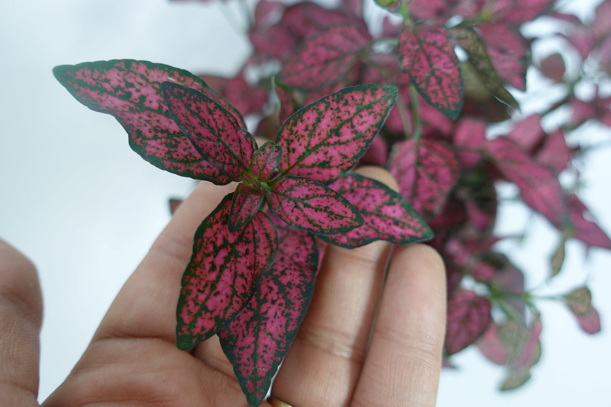 dot succulent Hypoestes phyllostachya Polka Dot Plant Live 6'' Plant – Dose of Succulents