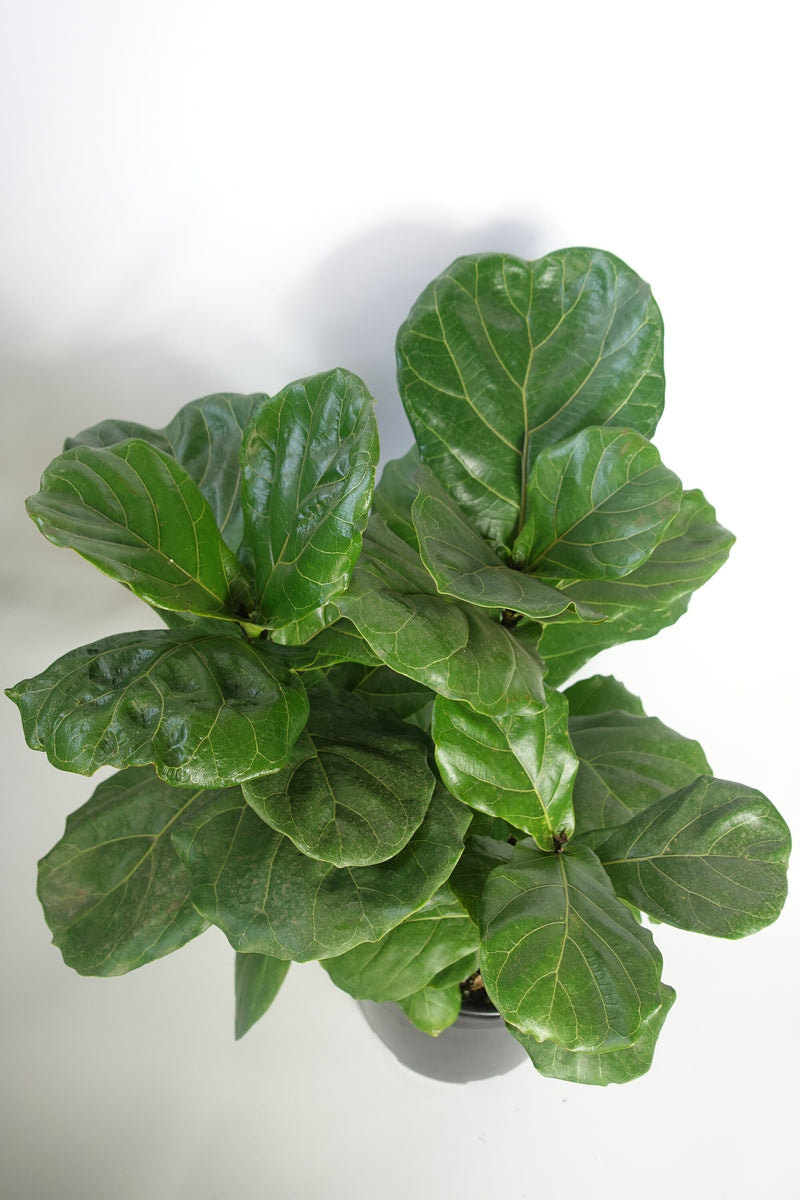 bare fiddle leaf fig Ficus Lyrata Fiddle Leaf Fig Tree 20''Tall Bare Root 3 plants per pot –  Dose of Succulents