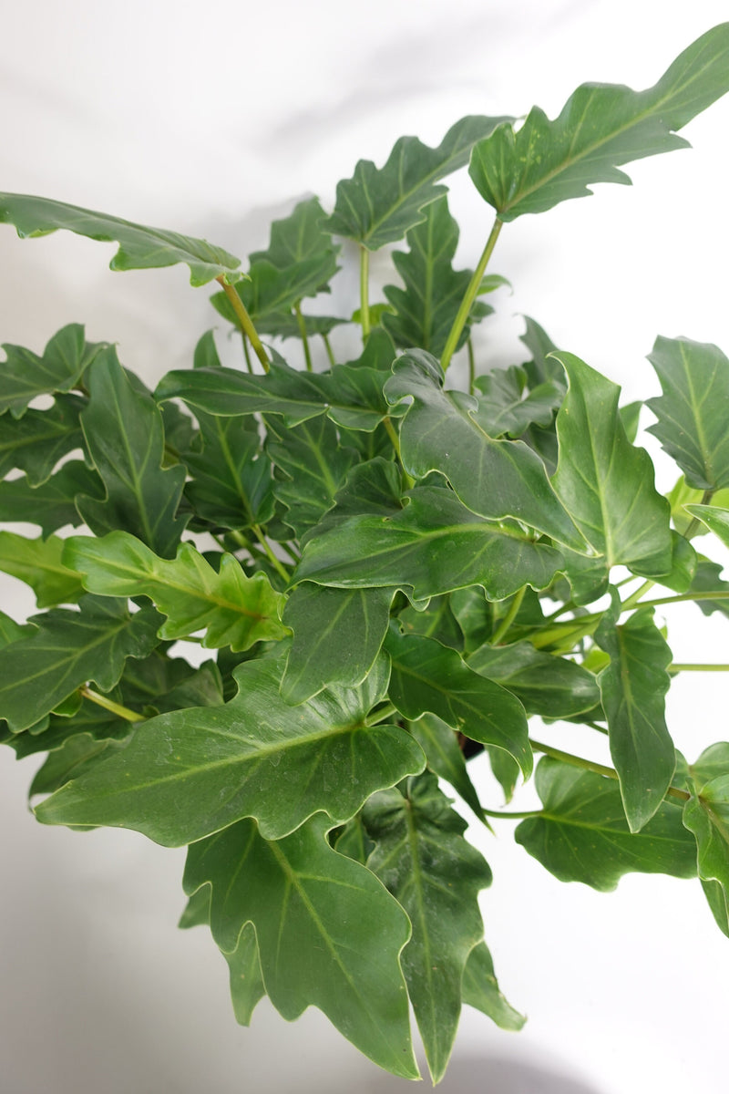 philodendron xanadu large Philodendron Xanadu Large 8'' Pot – Dose of Succulents