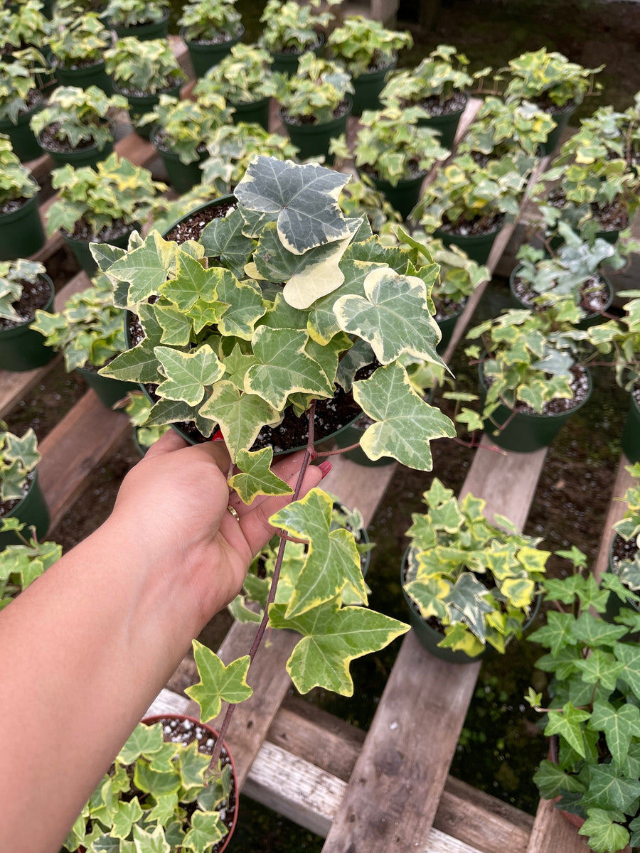 variegated ivy indoor plant Ivy Variegated English 6'' Pot Live Plant 6'' Pot – Dose of Succulents