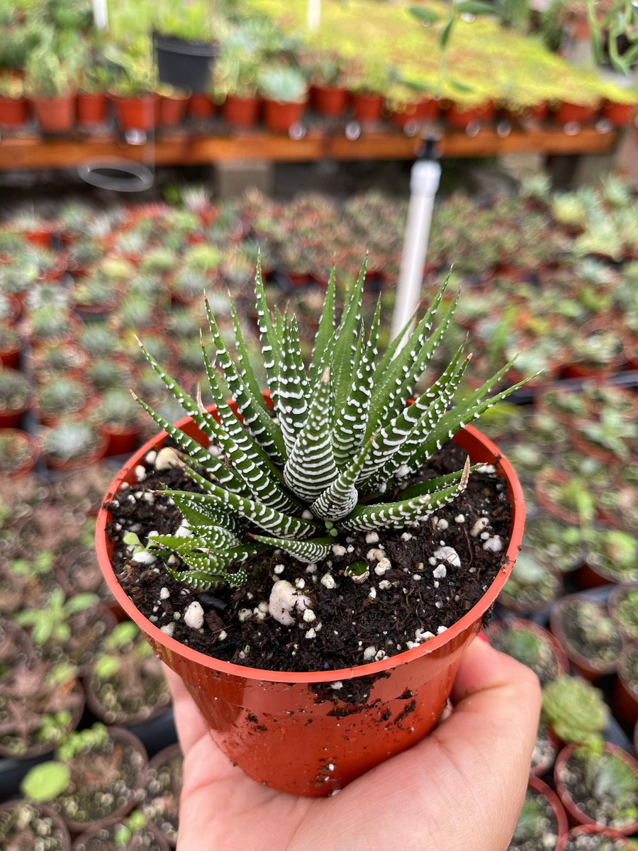 zebra plant pot size Haworthia Attenuata Zebra Plant 4” pot