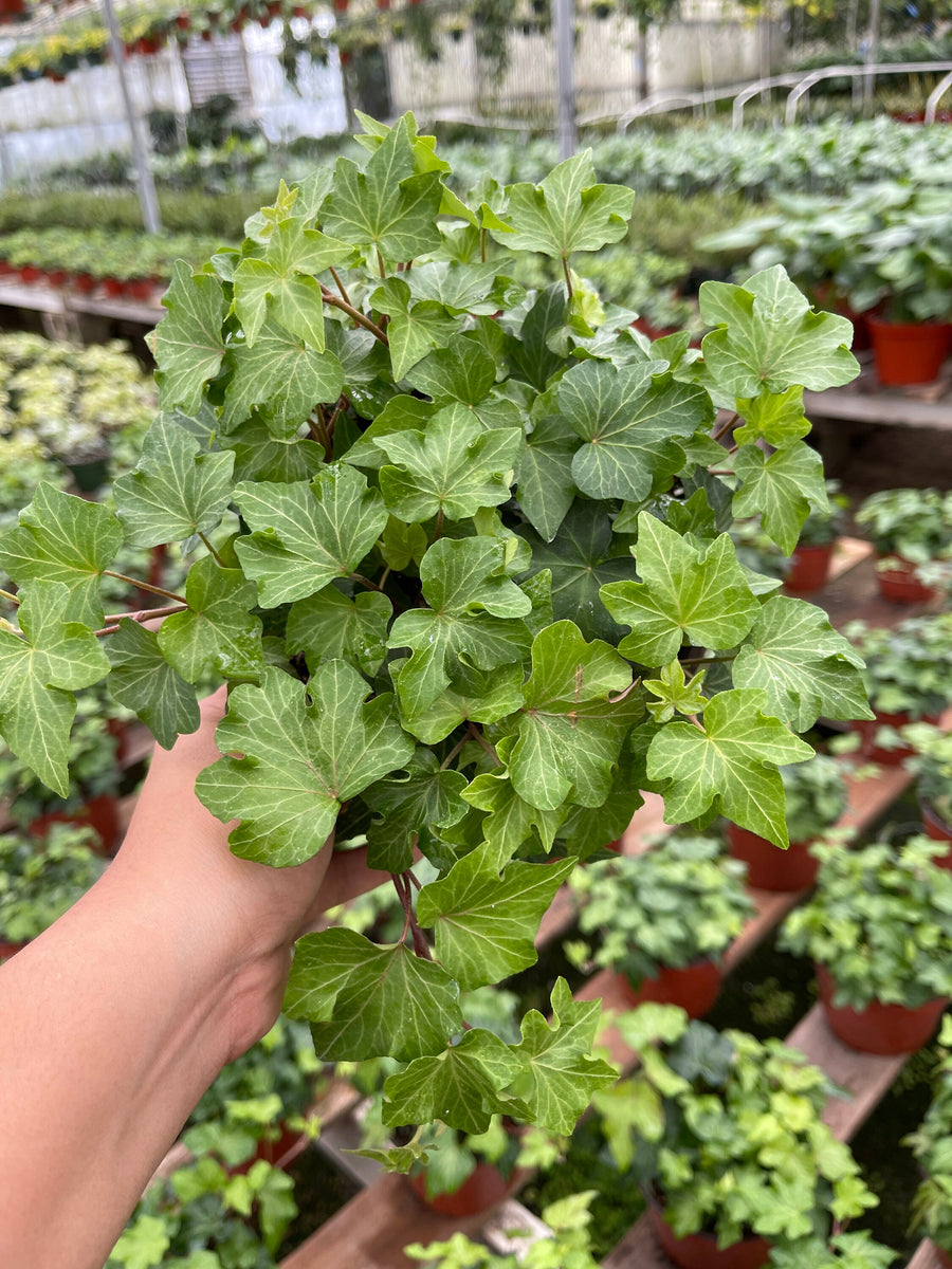 is ivy a succulent Ivy Plant Hedera Helix ivy 6'' Pot English Ivy Live Plant – Dose of Succulents