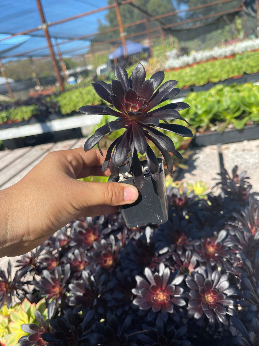 tall single Aeonium black rose 2” pot rose looking Succulent – Dose of  Succulents