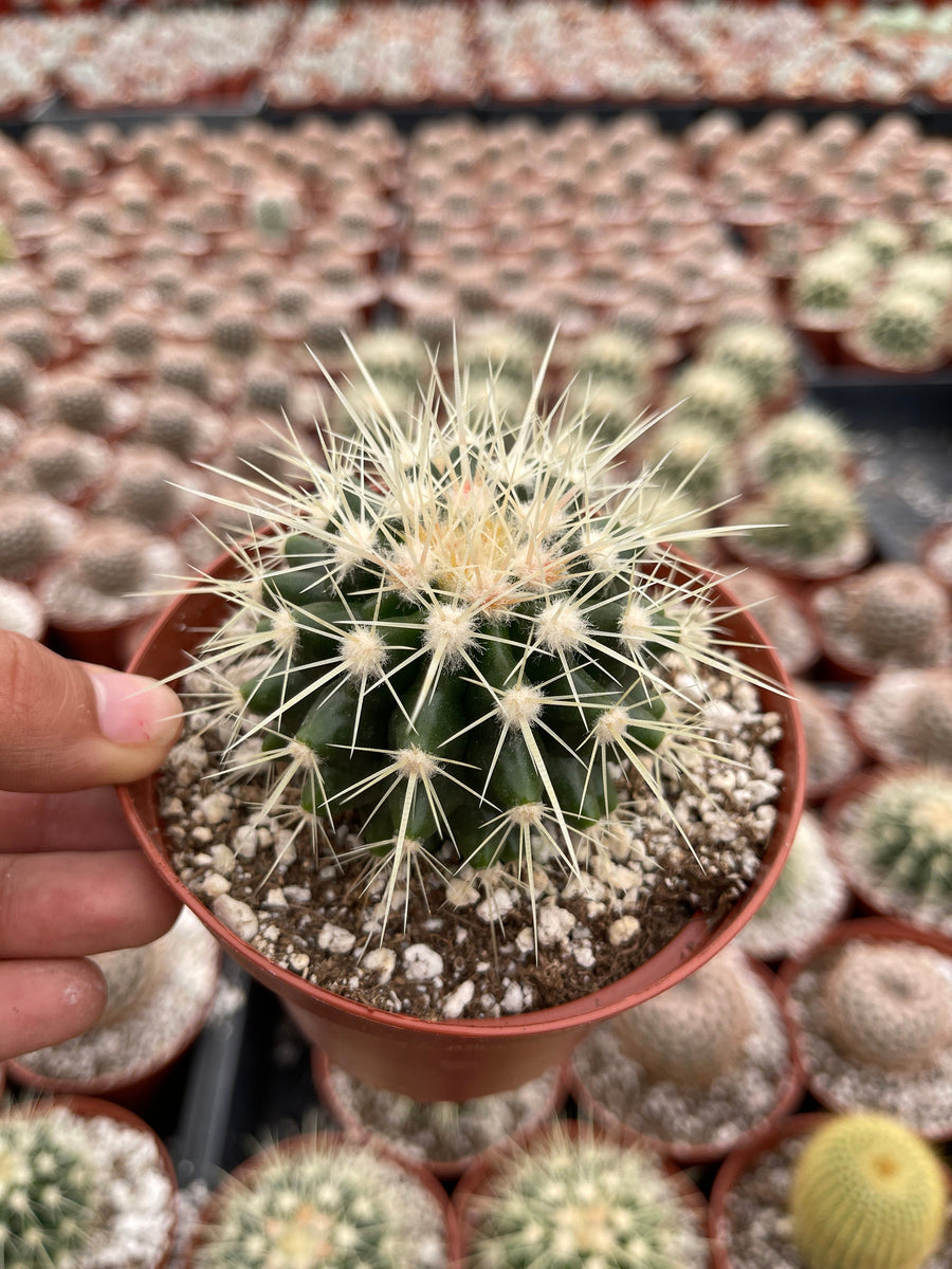 Golden Barrel Cactus Echinocactus Grusonii 4'' Pot Live Plant
