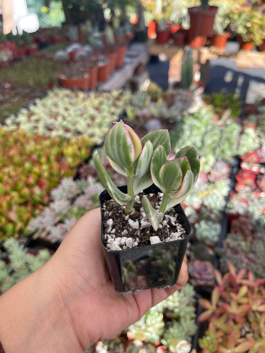 variegated jade plant crassula ovata variegata Variegated Jade Plant Crassula 2'' pot – Dose of Succulents