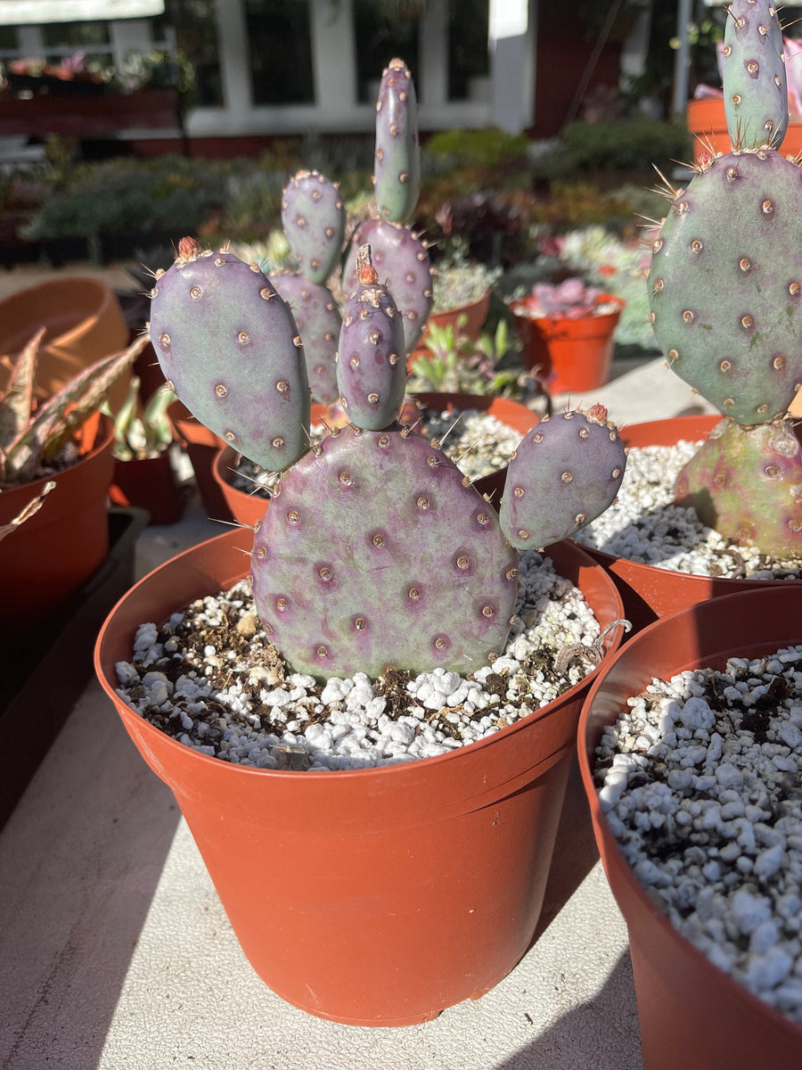 cactus opuntia santa rita Opuntia Santa Rita 6” pot Baby Rita – Dose of Succulents