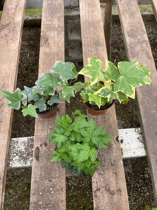 English Ivy collection 3 plants Bundle 3-4” pots