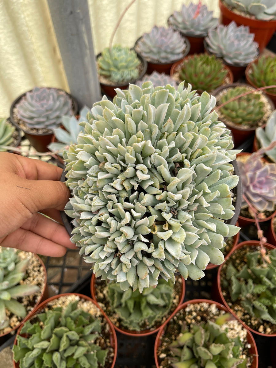 topsy turvy succulent plant EcheverianTopsy Turvy Cluster Crested 6'' Pot – Dose of Succulents