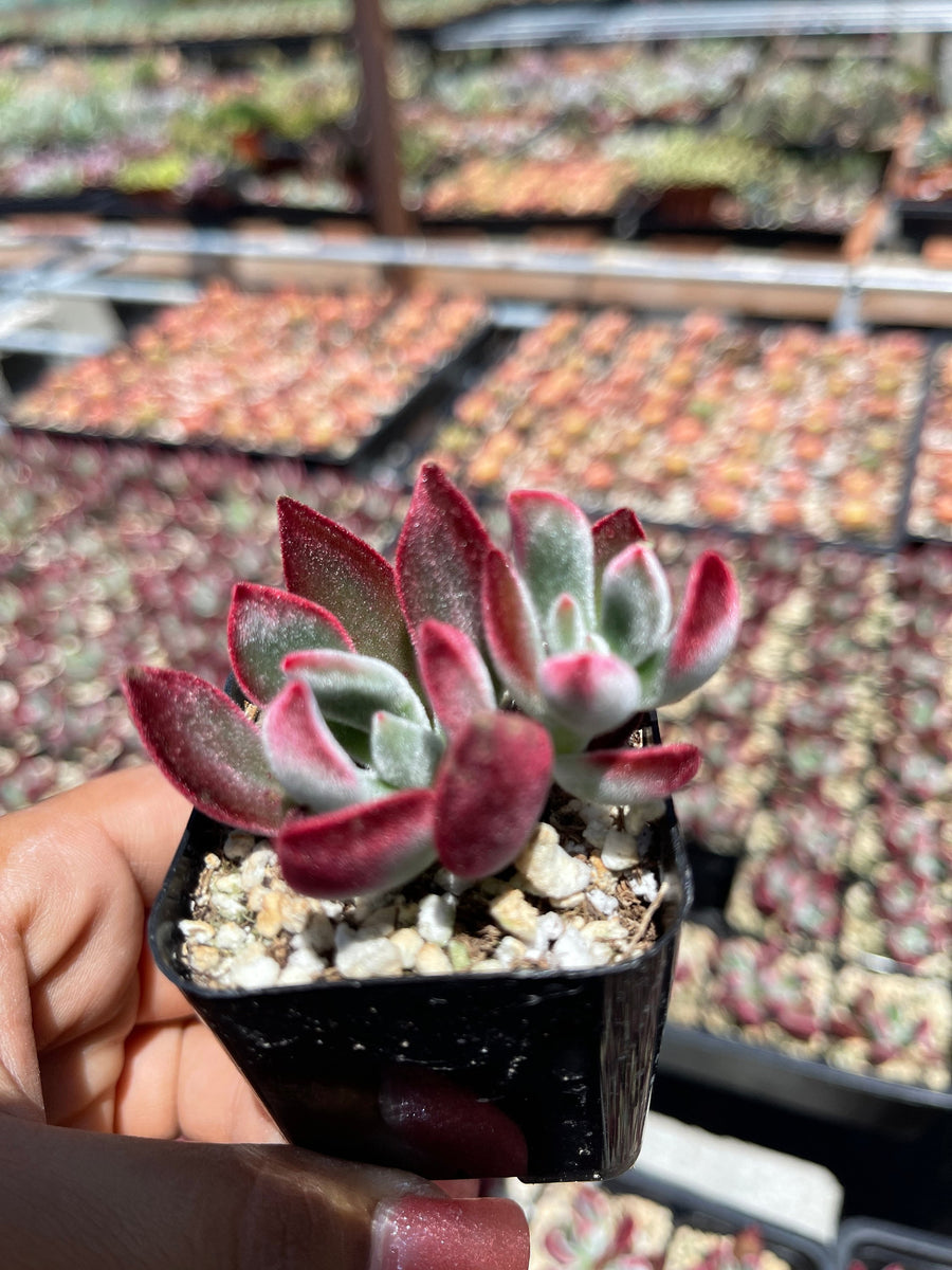 ruby succulent plant Echeveria Ruby Slippers Succulent Live Plant 2'' pot – Dose of Succulents