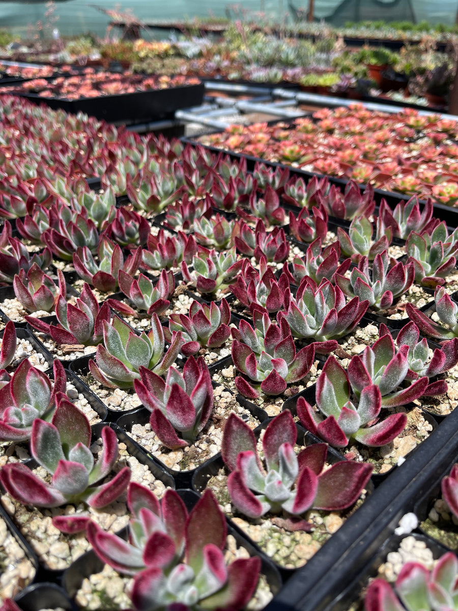 ruby slippers succulent Echeveria Ruby Slippers Succulent Live Plant 2'' pot – Dose of Succulents