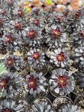Load image into Gallery viewer, Aeonium Black Rose plants landscape full sun