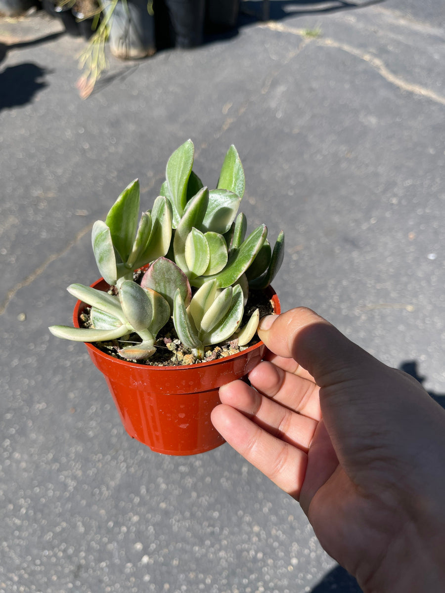 jade variegated plant Jade Variegated Crassula Live Plant 4'' Pot Live Plant – Dose of Succulents