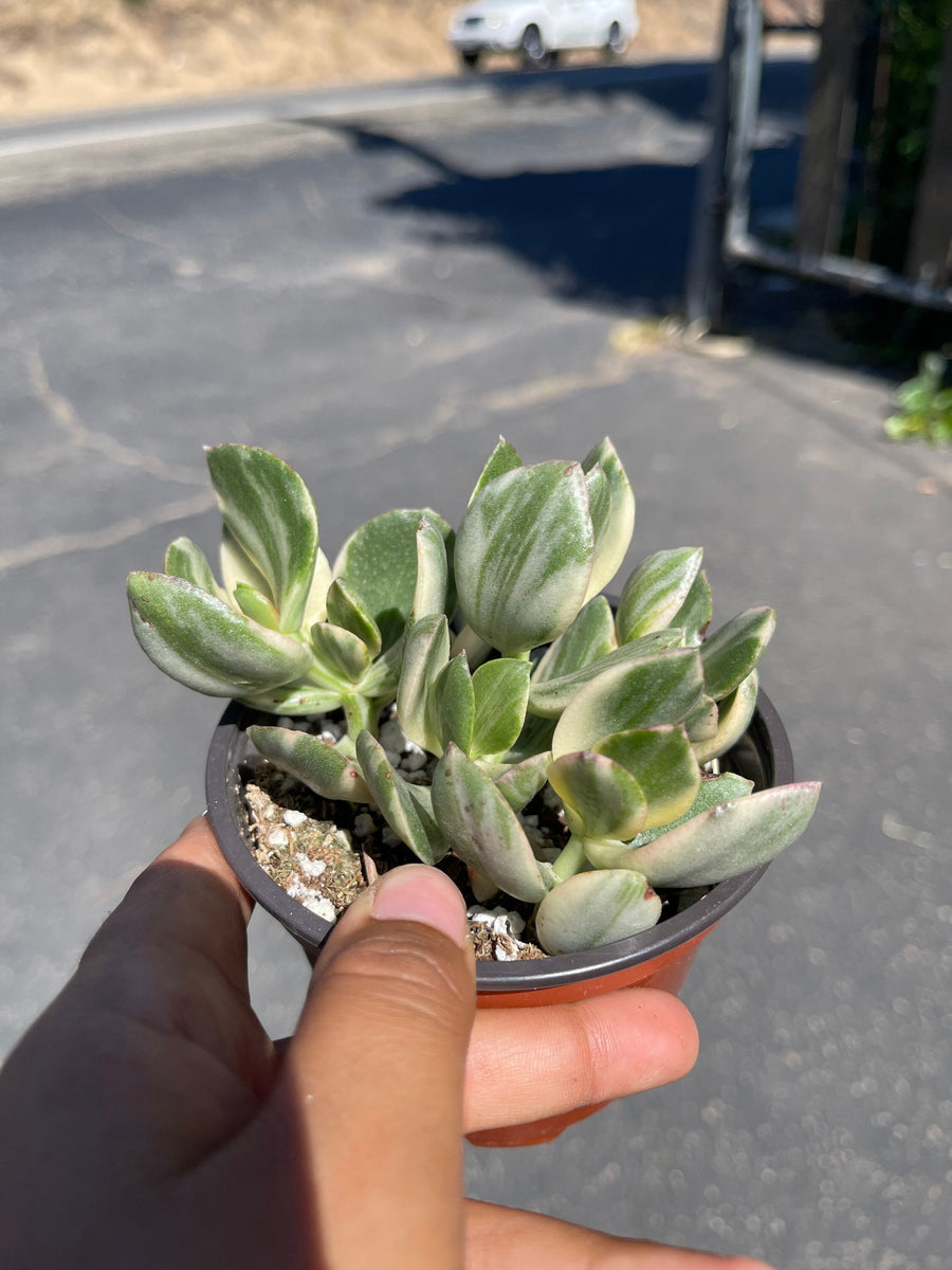 jade variegated plant Jade Variegated Crassula Live Plant 4'' Pot Live Plant – Dose of Succulents