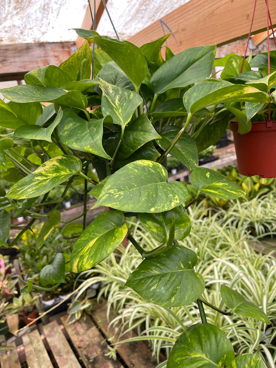 6 inch pothos Golden Pothos Plant Live plant 6” pot – Dose of Succulents