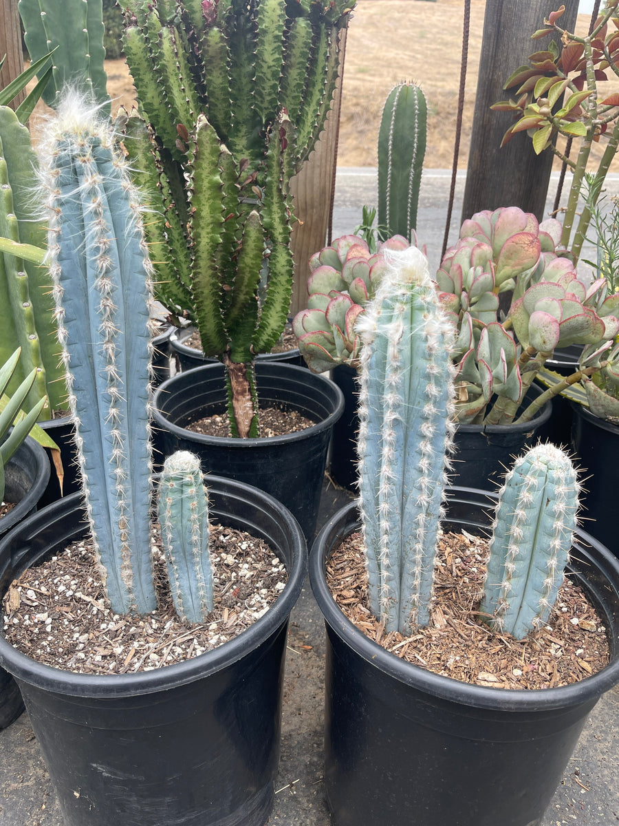 Pilosocereus Pachycladus 16” +tall large plant glaucescens – Dose of  Succulents