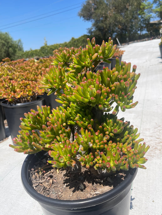 Large Crassula Jade with Character! Easy to care for ! Choose from Crosby, Gollum, variegated, and hobbit yelllow