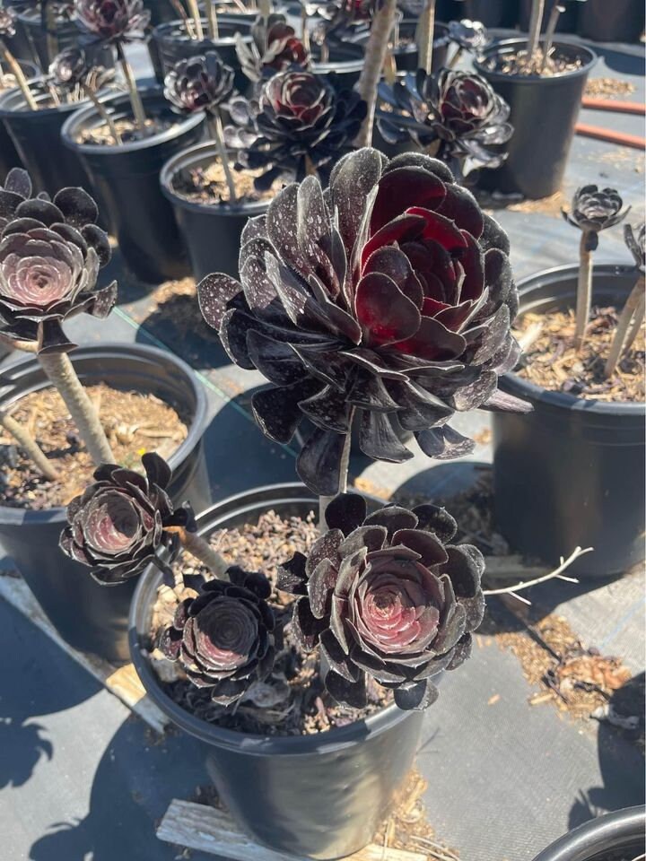 succulent black pot Large Aeonium Black Rose 3 rosettes ! Bare root – Dose of Succulents