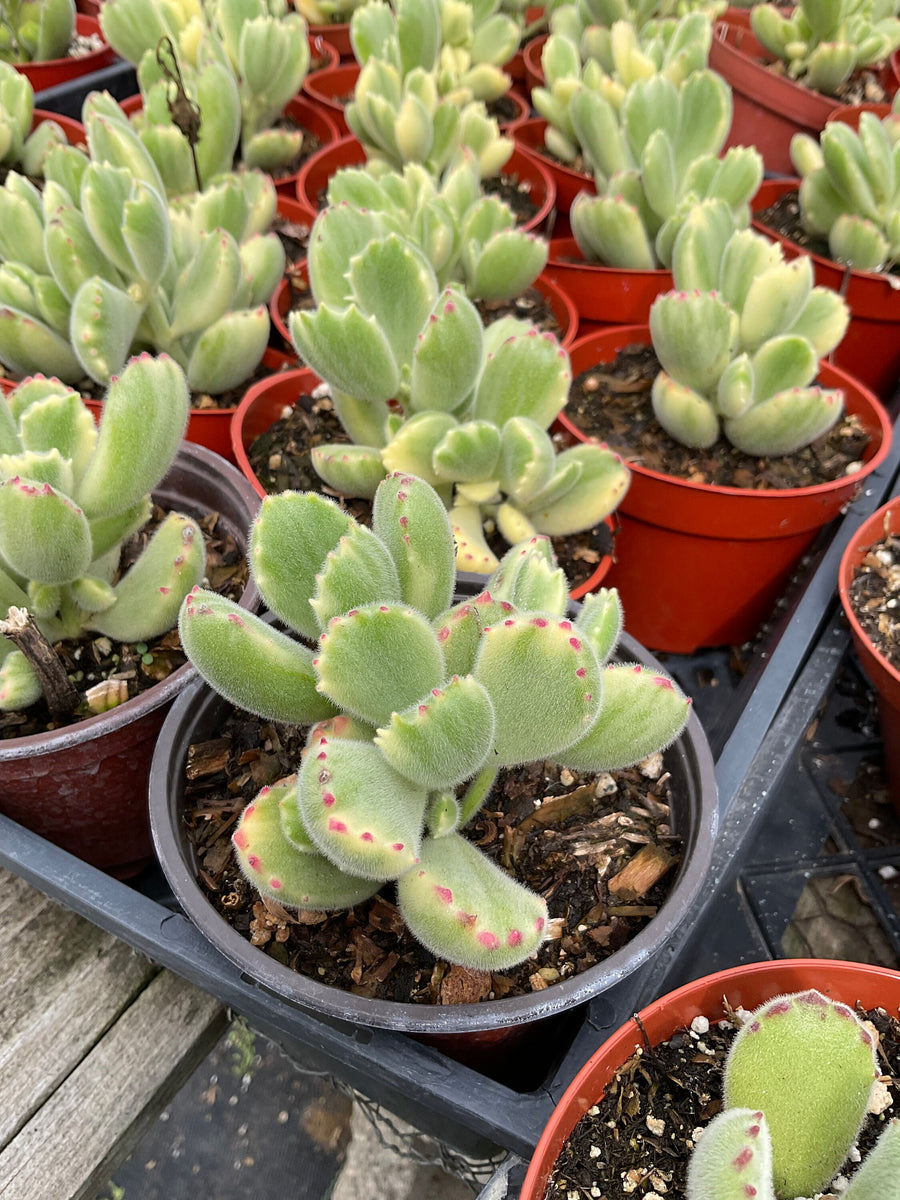 variegated bear paw succulent Variegated Cotyledon Tomentosa Bear Paw Succulents 4'' pot – Dose of Succulents