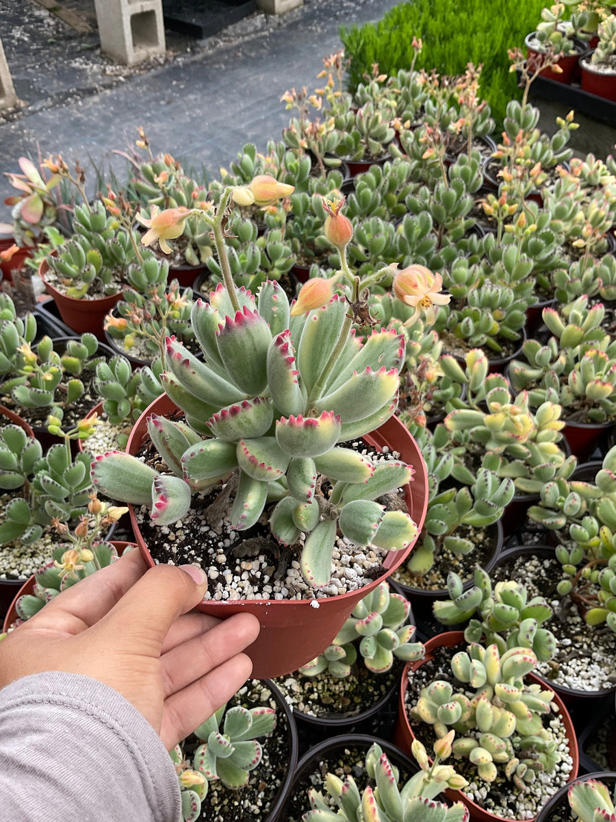 variegated bear paw succulent Variegated Bear Paw Cotyledon Tomentosa 6'' Pot Live Plant – Dose of Succulents