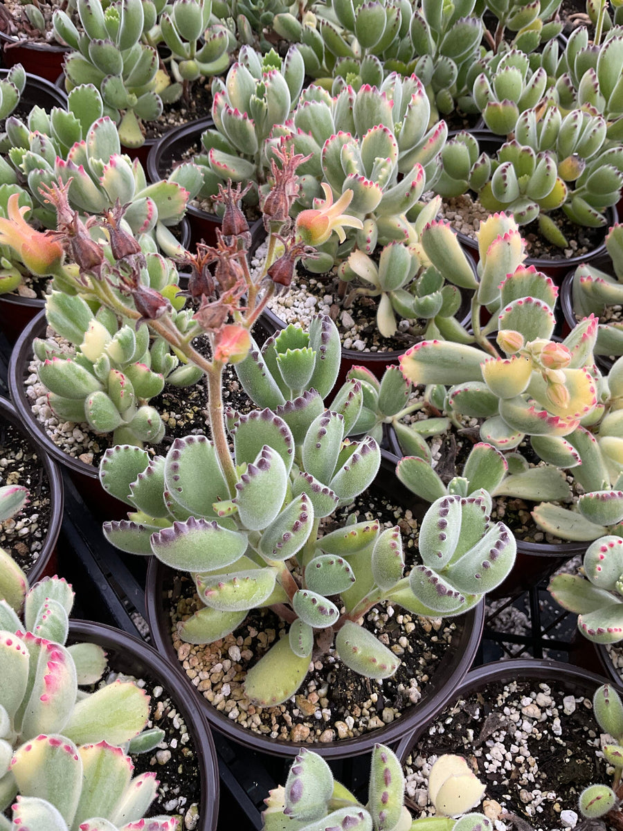 bears paws succulent Cotyledon Tomentosa Bear Paws Succulent