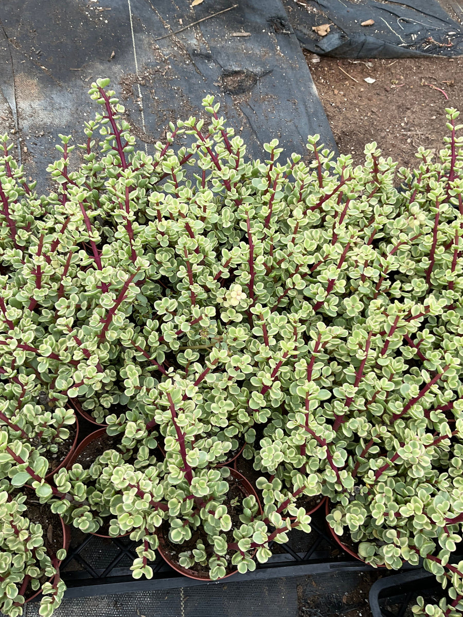 Portulacaria Afra Variegata - 4'' pot