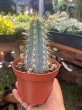 Load image into Gallery viewer, 4” Blue torch Cactus Pilosocereus Azeures blue cactus yellow spines