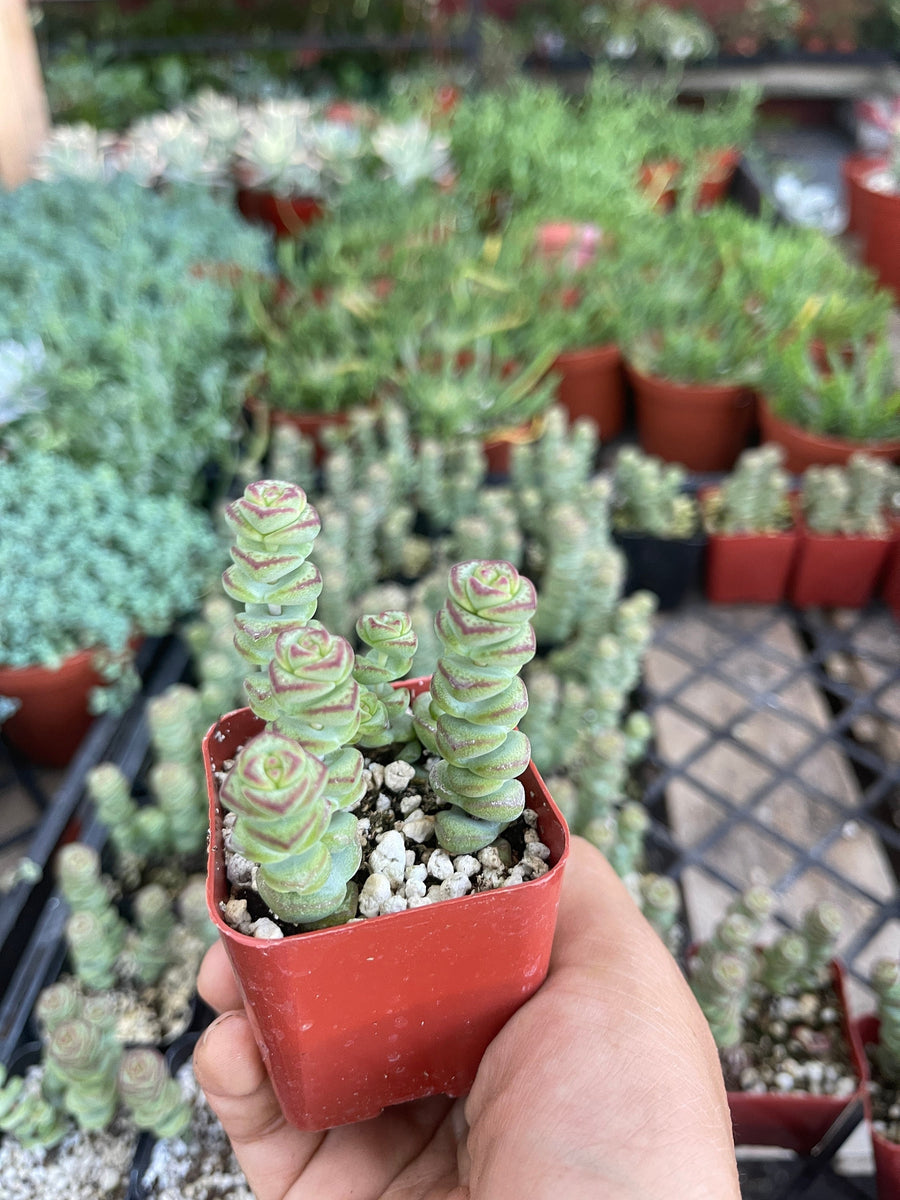 bjs succulents Crassula Baby's Necklace 2'' pot Succulent Live Plant – Dose of Succulents