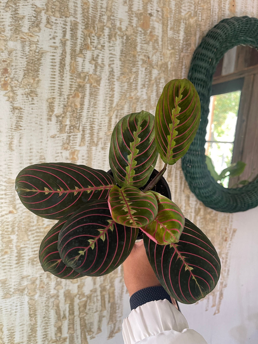 red mantra prayer plant Red Maranta leuconeura 4” pot red Prayer Plant – Dose of Succulents
