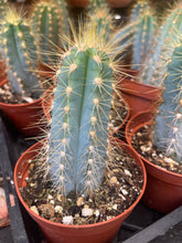Load image into Gallery viewer, 4” Blue torch Cactus Pilosocereus Azeures blue cactus yellow spines
