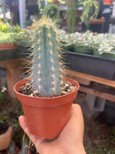 Load image into Gallery viewer, 4” Blue torch Cactus Pilosocereus Azeures blue cactus yellow spines