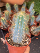 Load image into Gallery viewer, 4” Blue torch Cactus Pilosocereus Azeures blue cactus yellow spines
