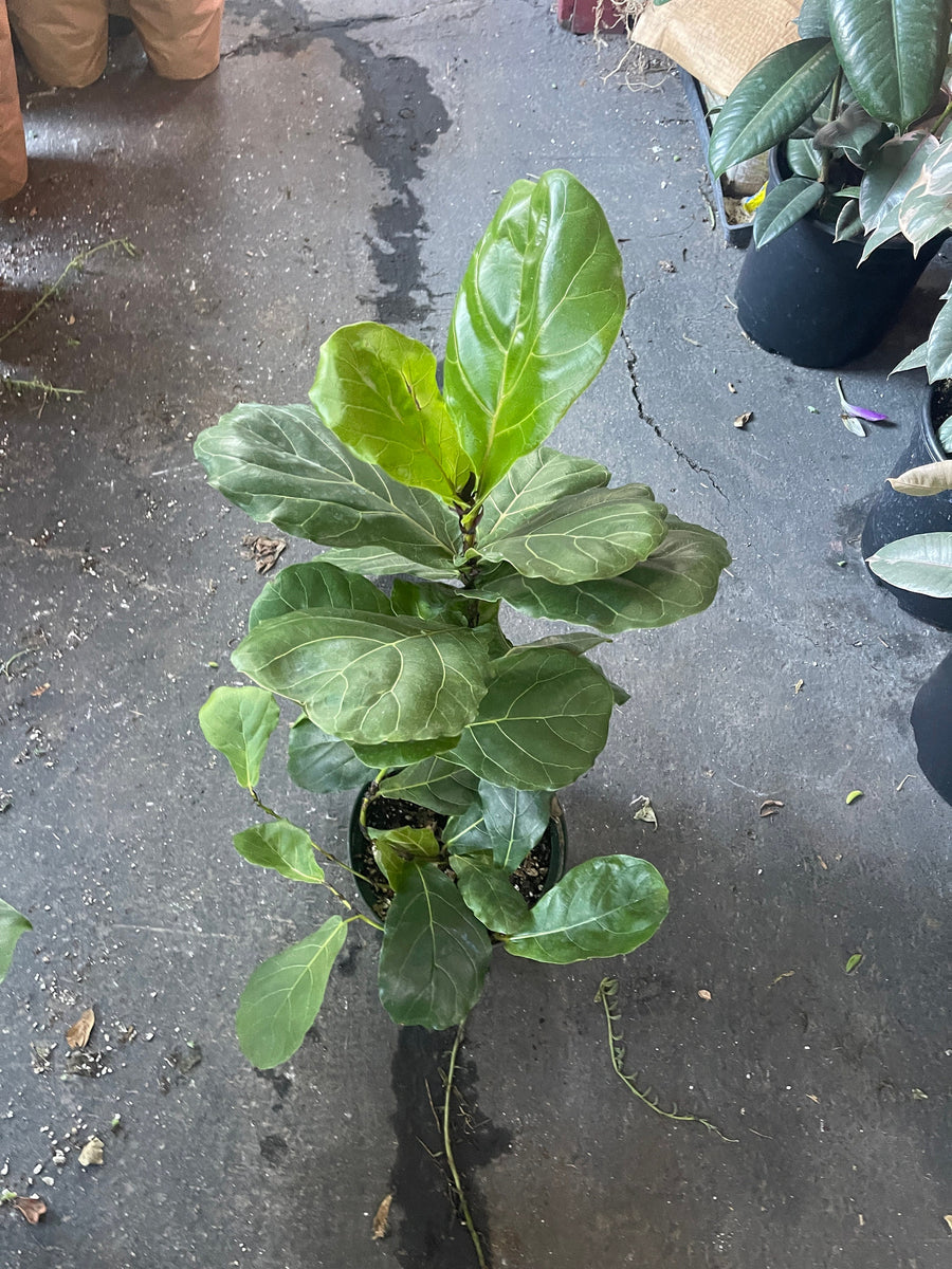 Fiddle Leaf Fig Tree Ficus Lyrata Live Large Plant 8'' Pot – Dose of  Succulents