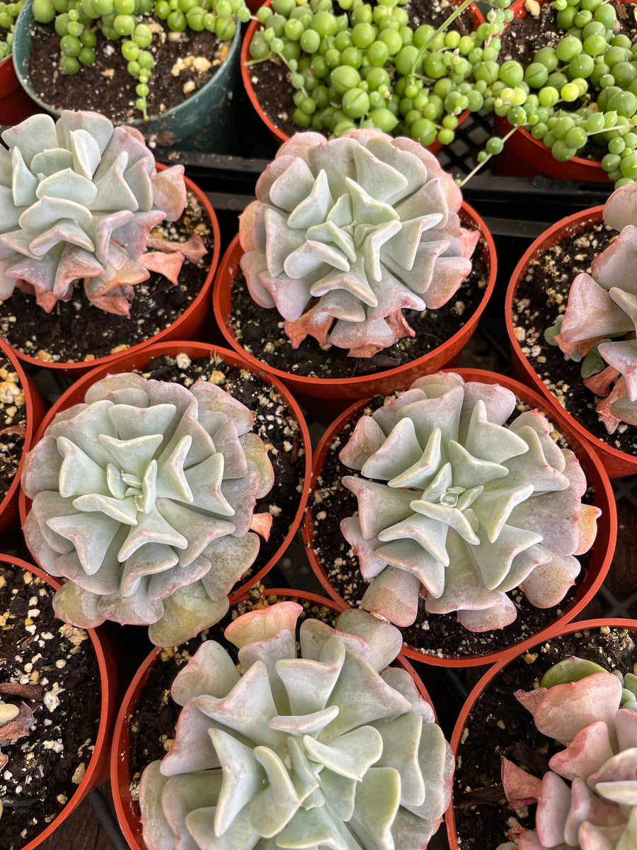 Echeveria Cubic Frost Succulent 4'' pot Live Plant – Dose of Succulents