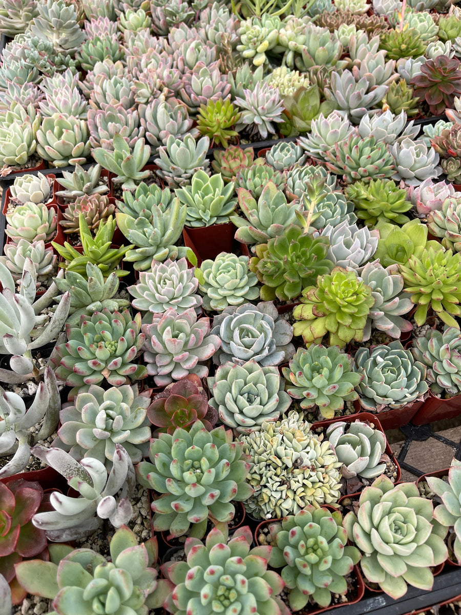Assorted Succulents - Live Plants in 2-Inch Pots | Choose Your Quantity