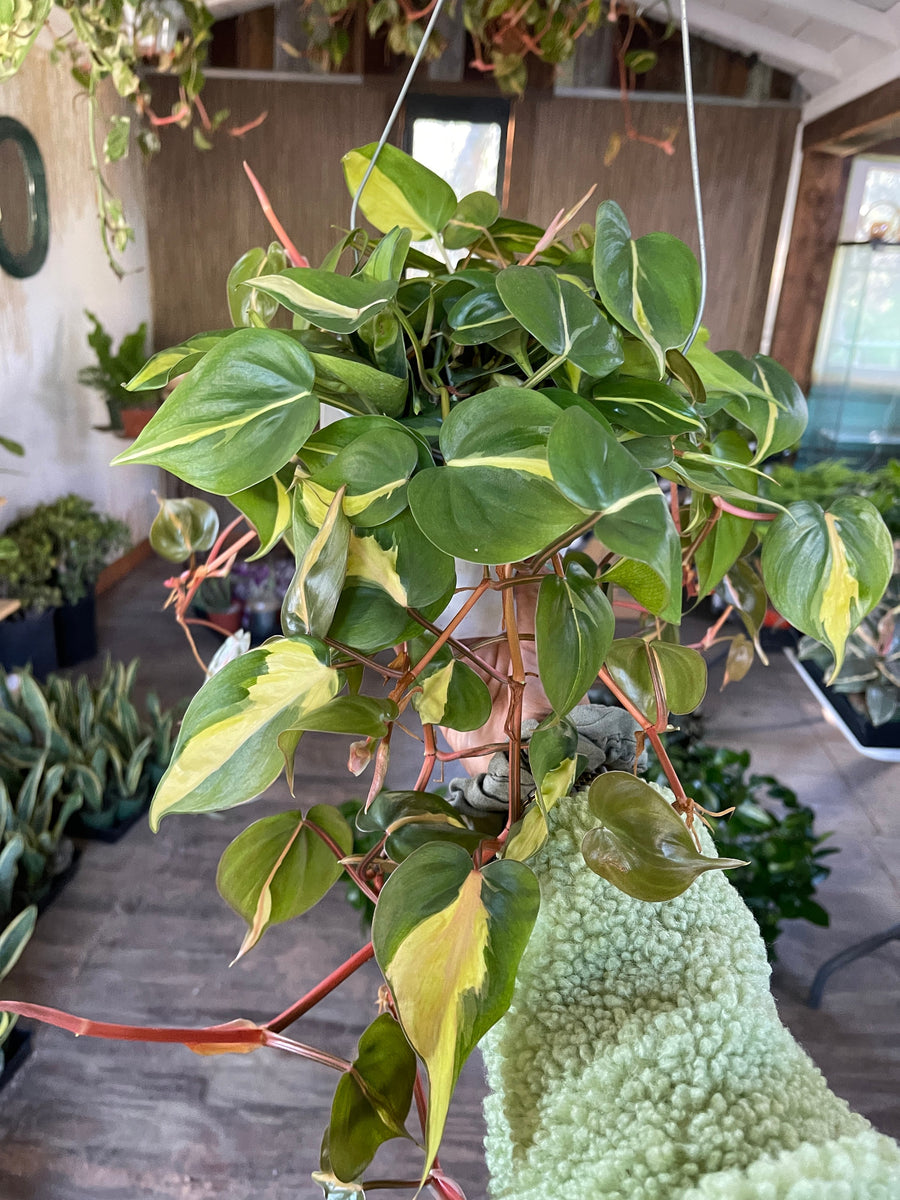 philodendron brasil 6 inch Philodendron Brasil Trailing Live Plant 6'' Pot – Dose of Succulents