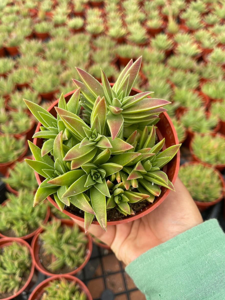 Crassula Capitella Succulent 4'' Pot Live Plant – Dose of Succulents