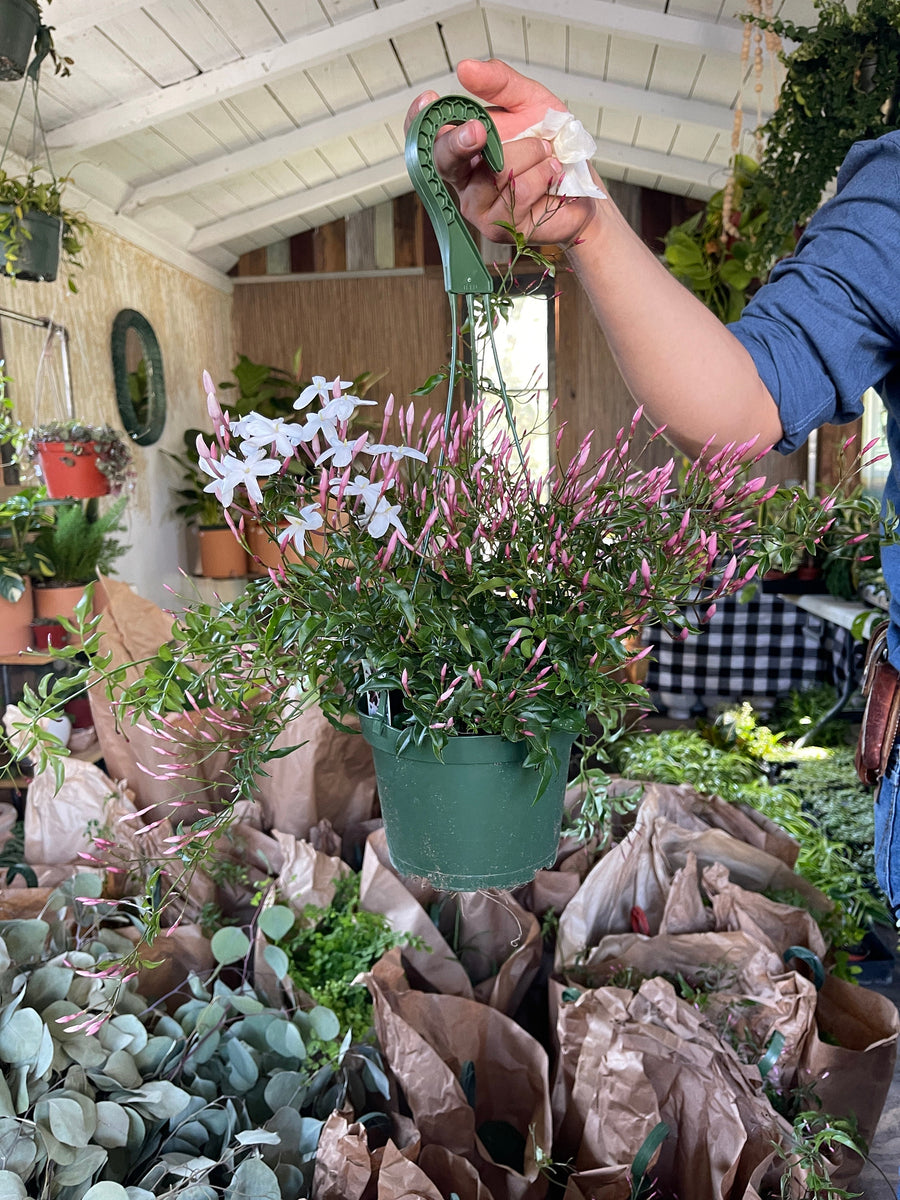 Pink Jasmine Plant Trellis or Hanging Plant 6'' Pot – Dose of Succulents